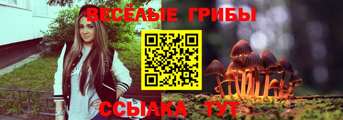Псилоцибиновые грибы Psilocybine cubensis Протвино